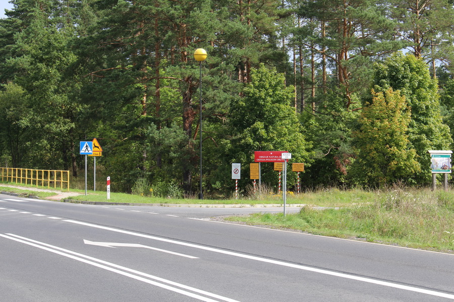 Zbieranie grzybów w tym lesie grozi śmiercią