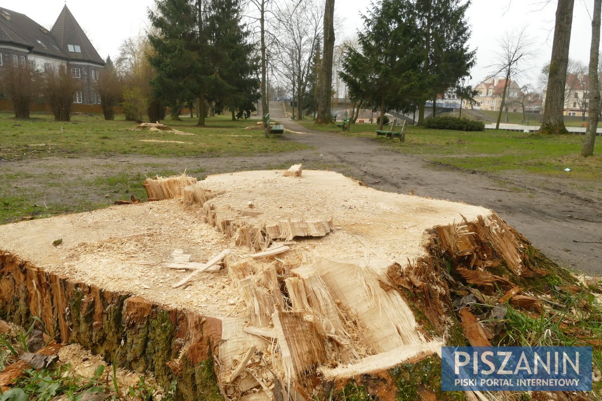 Trwa wycinka topoli. Koszmarny widok pozostanie na sezon?