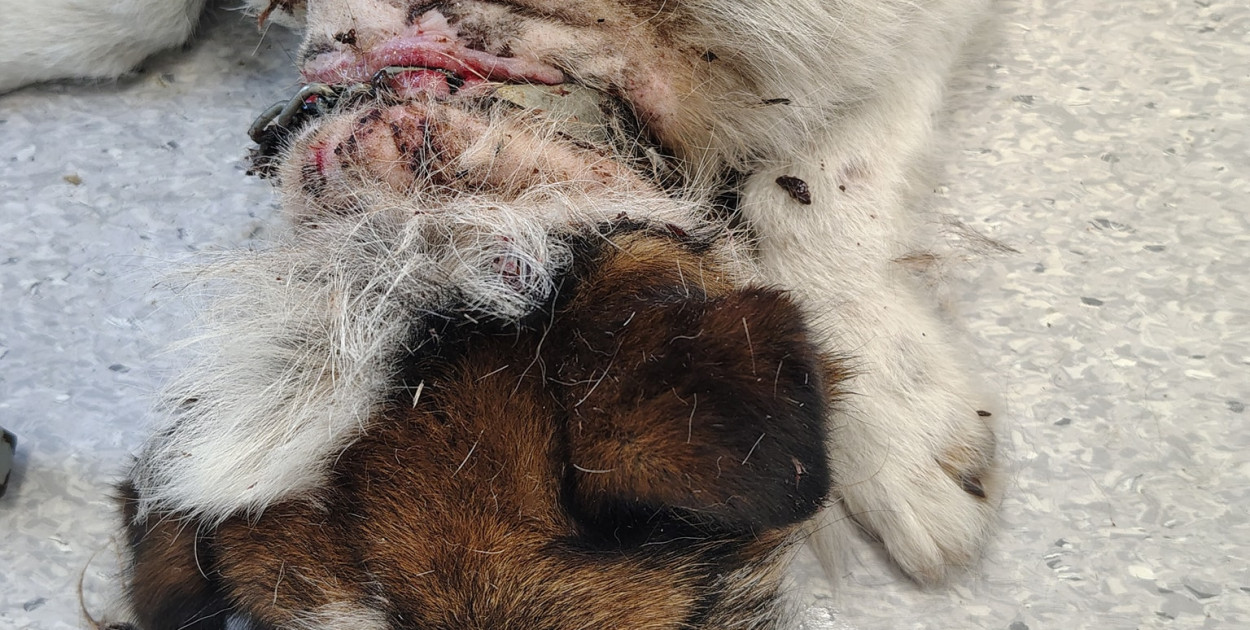 OTOZ Animals Barczewo - Uwaga drastyczne zdjęcia