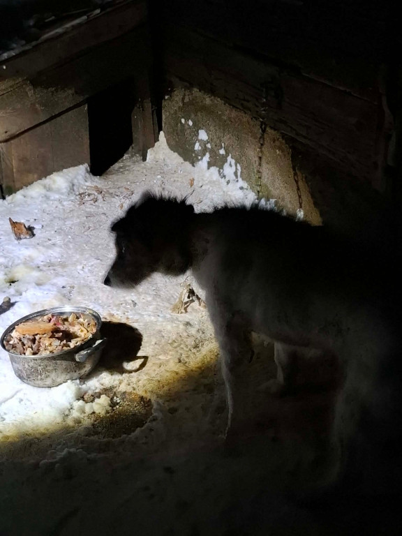 OTOZ Animals Barczewo - Uwaga drastyczne zdjęcia