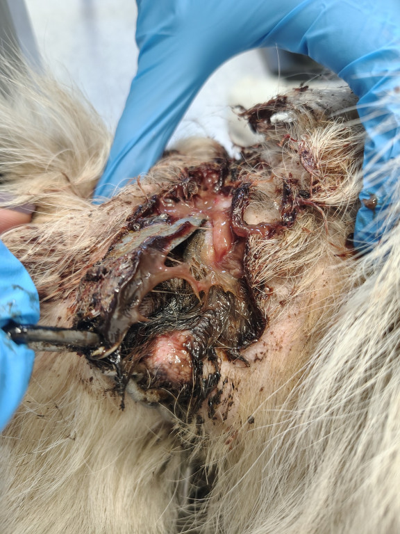 OTOZ Animals Barczewo - Uwaga drastyczne zdjęcia