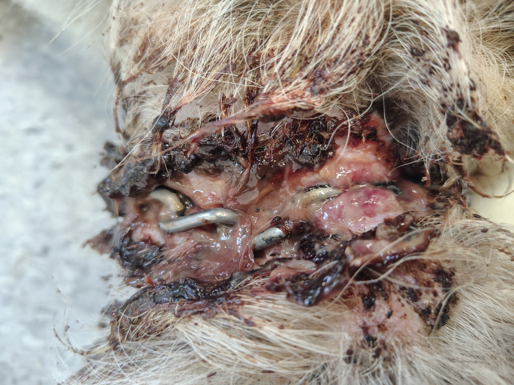 OTOZ Animals Barczewo - Uwaga drastyczne zdjęcia