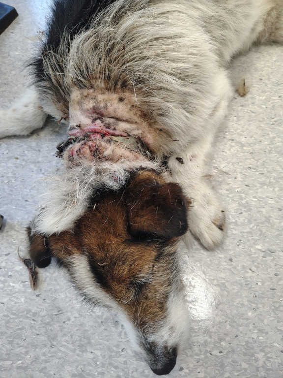 OTOZ Animals Barczewo - Uwaga drastyczne zdjęcia