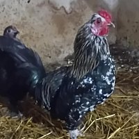 zdjecie ogloszenia