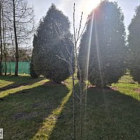 zdjecie ogloszenia