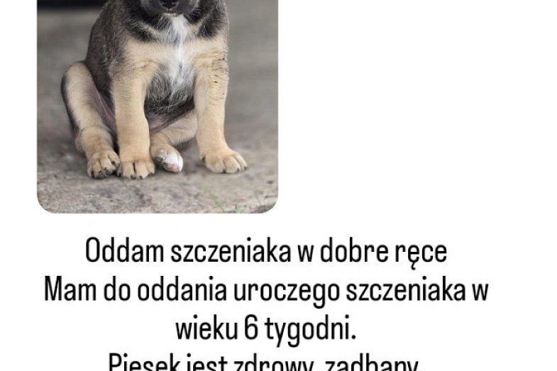 zdjecie ogloszenia