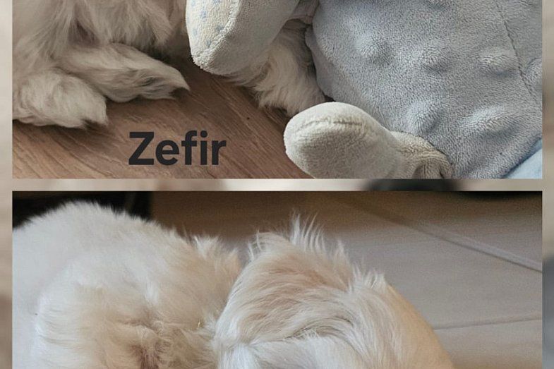 zdjecie ogloszenia