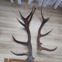 zdjecie ogloszenia