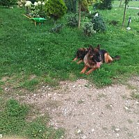 zdjecie ogloszenia