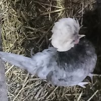 zdjecie ogloszenia