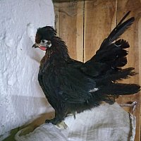 zdjecie ogloszenia