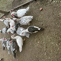 zdjecie ogloszenia