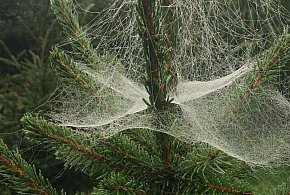 Kupujesz żywą choinkę na święta? Ten szczegół łatwo przeoczyć-242193