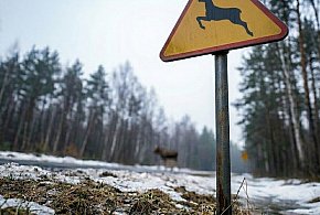 Groźnie na drogach powiatu. Zderzenie z łosiem na DK16 i ciężarówka w rowie