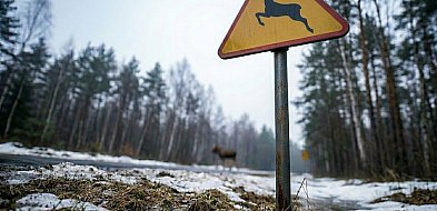 Groźnie na drogach powiatu. Zderzenie z łosiem na DK16 i ciężarówka w rowie