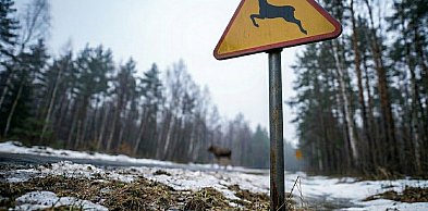 Groźnie na drogach powiatu. Zderzenie z łosiem na DK16 i ciężarówka w rowie