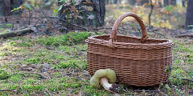 Wyruszasz na grzyby? Warto znać tę aplikację!-241717