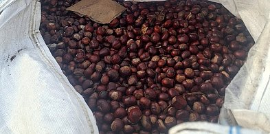 Dzielnicowy zebrał 8,5 tony kasztanów w szczytnym celu-241925