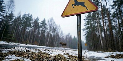 Groźnie na drogach powiatu. Zderzenie z łosiem na DK16 i ciężarówka w rowie