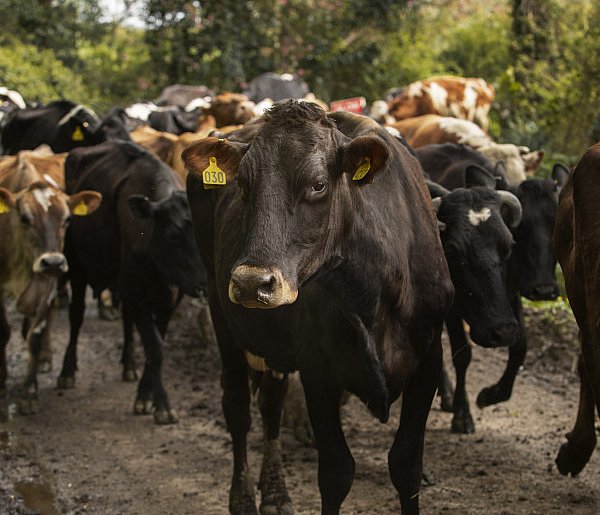 Państwa Unii zgodziły się na handel z Mercosur