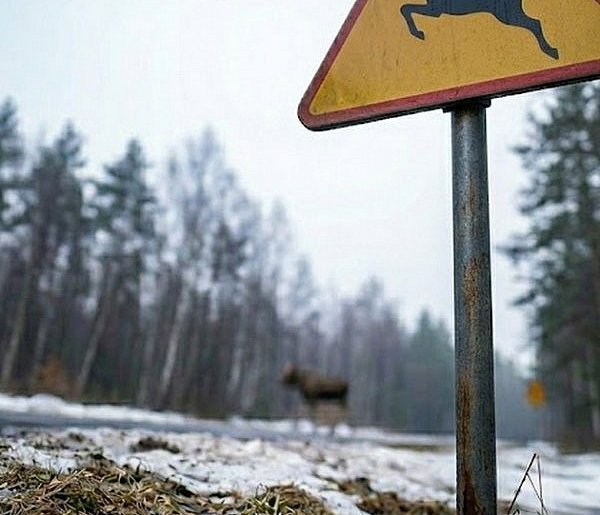 Groźnie na drogach powiatu. Zderzenie z łosiem na DK16 i ciężarówka w rowie