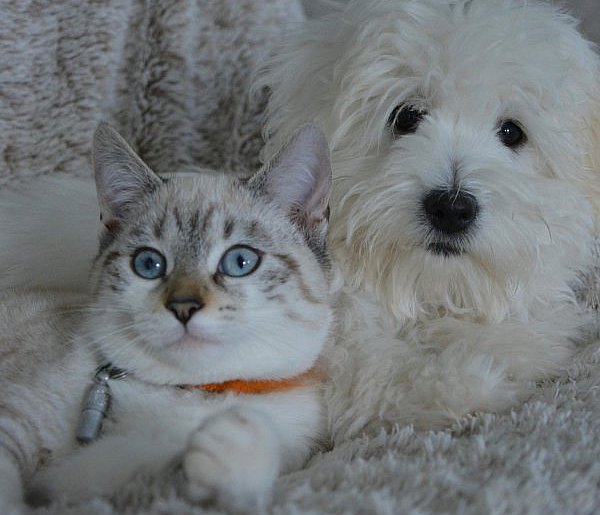 Nowe przepisy dla właścicieli zwierząt. Jedna rzecz zdecyduje o karze