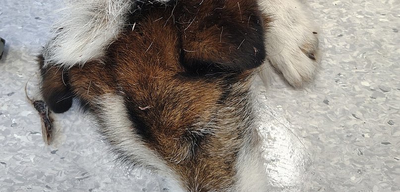 Pies z wrośniętym łańcuchem. Właścicielką ma być lokalna sołtys