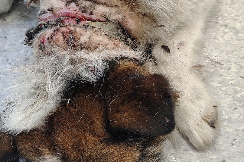 OTOZ Animals Barczewo - Uwaga drastyczne zdjęcia