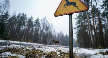 Groźnie na drogach powiatu. Zderzenie z łosiem na DK16 i ciężarówka w rowie